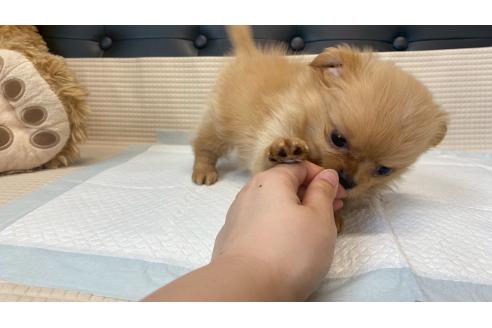 販売中の兵庫県のポメチワ:ポメラニアン×チワワ-391726の11枚目